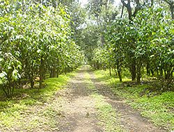 グァテマラエルバジェ農園